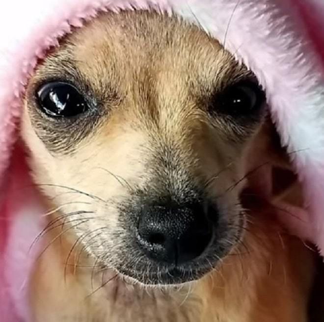Маленьку хвору собаку кинули у будиночку на галявині, але її знайшла небайдужа жінка та врятувала. Собака одужала та знайшла нових господарів.
