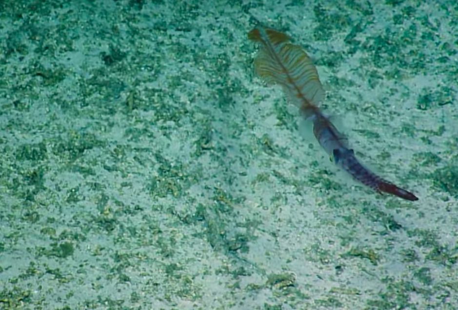 Експедиція «Наутілус» зафіксувала дивного глибоководного кальмара. Чудова знахідка!