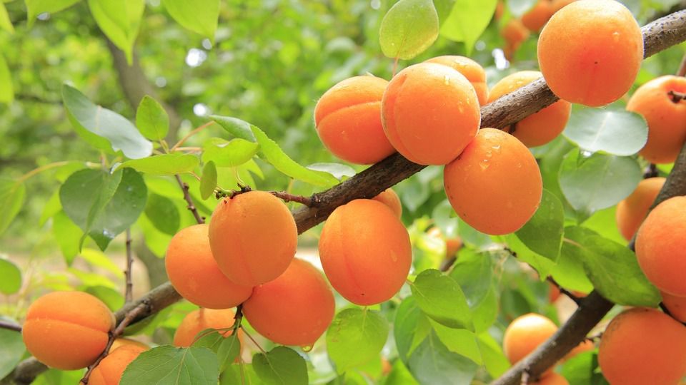 Як доглядати за абрикосом, щоб кожен рік бути з урожаєм. З дорослого абрикоса можна зняти понад вісім відер плодів.