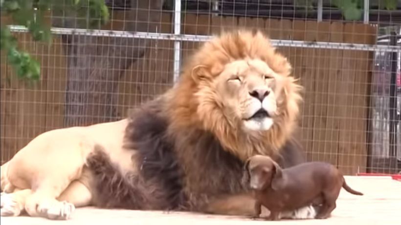 Неймовірну історію дружби лева та такси зняли на відео. Для тварин зовсім неважливо який у друга зовнішній вигляд.