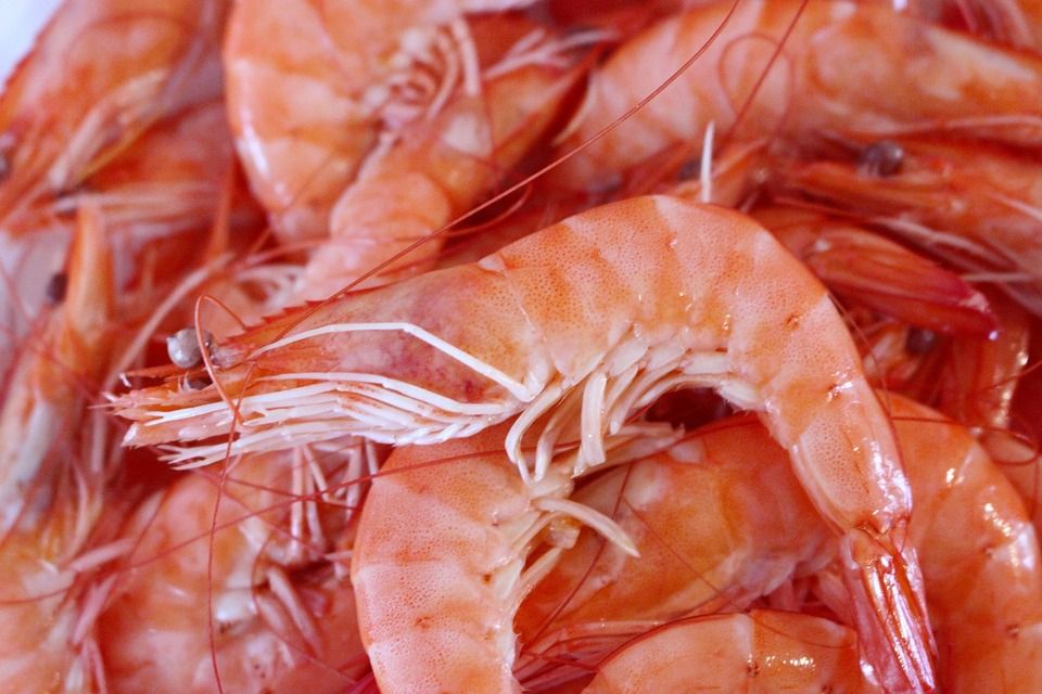 Антибіотики в морепродуктах: чому це небезпечно. Креветки вбивають нас?