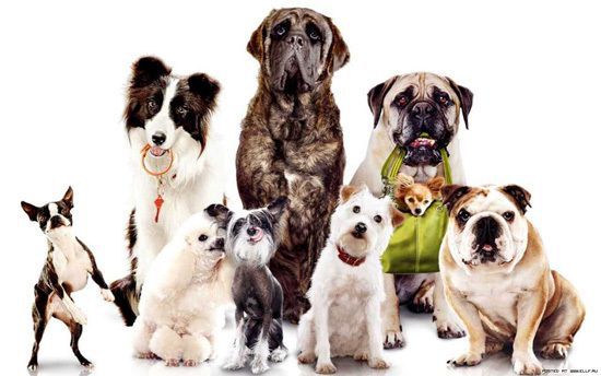 Дослідження: різні породи собак мають різну будову і розмір мозку. Перша у своєму роді робота виявила, що селекція собачих порід вплинула на анатомію їх мозку не менше, ніж на розміри чи форму тіла.