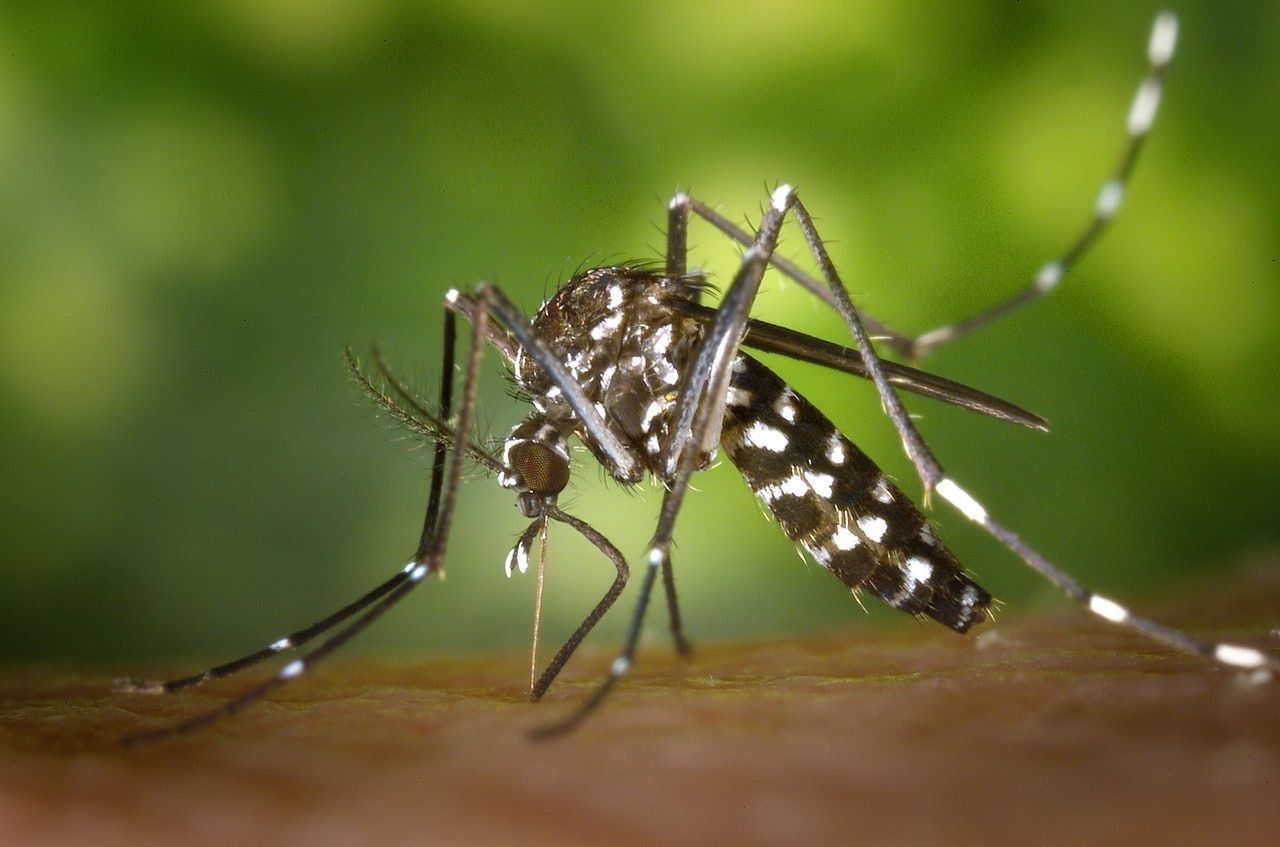 Отримано винятковий за своєю ефективністю спосіб боротьби з малярією. Вчені створили препарат нового покоління, який допоможе знищити популяції малярійних комарів.