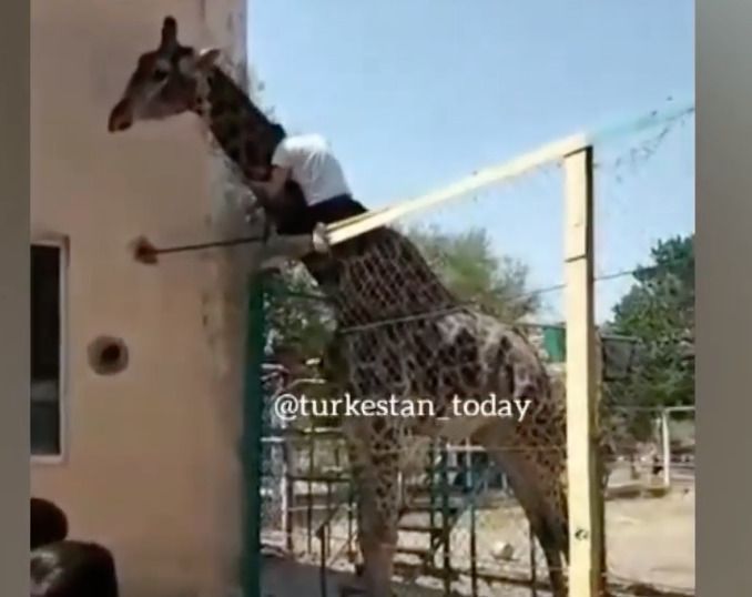 П'яний відвідувач зоопарку переліз через огорожу, щоб покататися на жирафі. В даний час поліція розшукує цього наїзника.