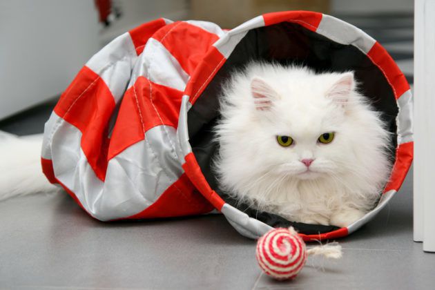 Вчені з Каліфорнії дізналися як зробити вашу кішку задоволеною життям. Розроблені харчові головоломки, які роблять котів щасливими.