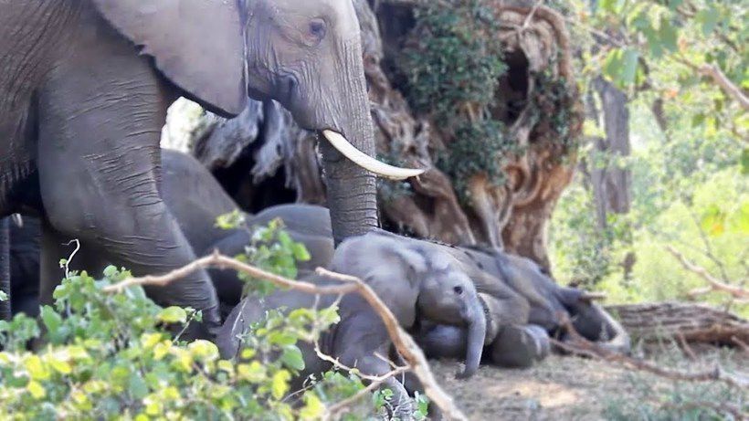 Туристи зняли на відео як мама-слониха ніжно будить свого малюка. Велетням достатньо всього пари годин сну, причому роблять вони це найчастіше стоячи в тихому затишному містечку.