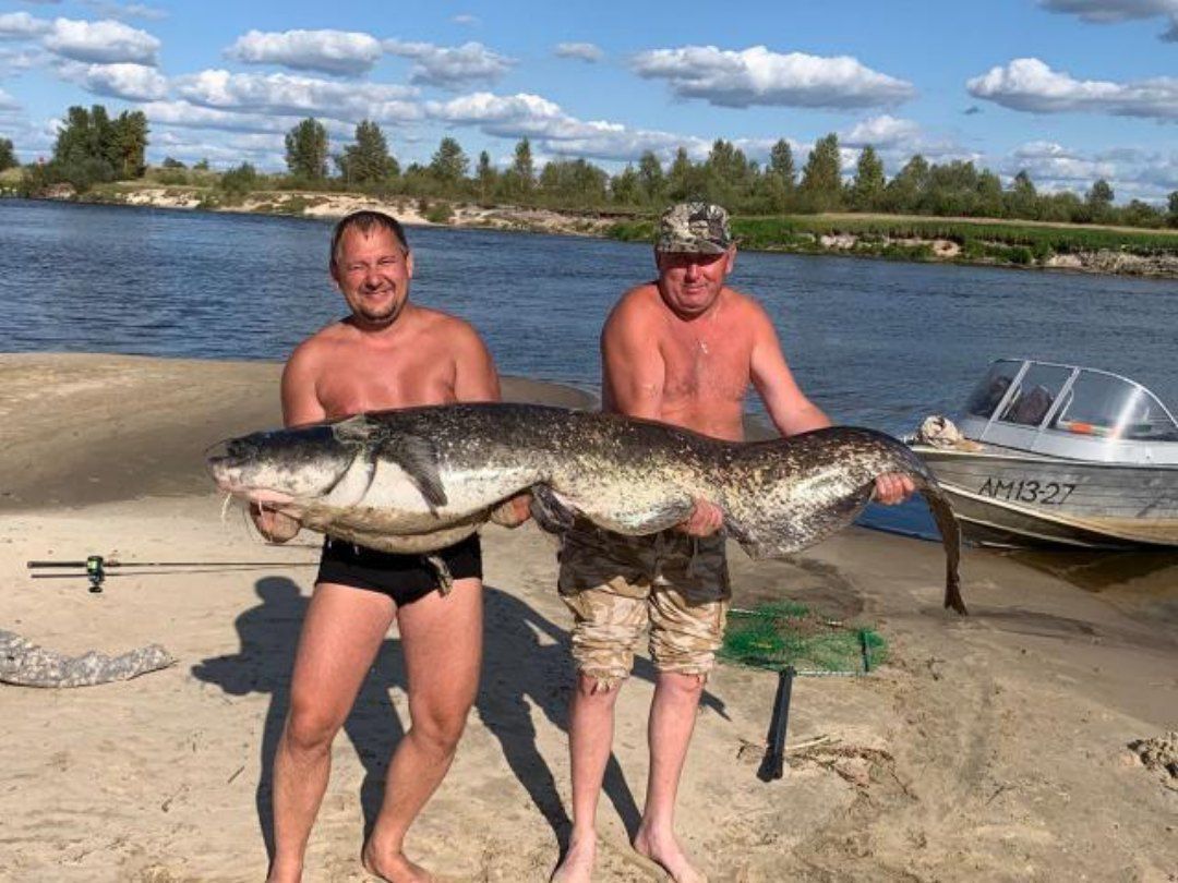 В річці Прип'ять рибалки виловили двох сомів розміром з людину. Риби-велетні взяли участь у фотосесії.