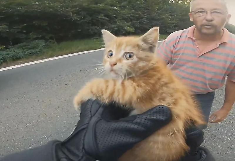 Відео: бельгійський байкер дивом врятував маленьке кошеня посеред жвавої траси. Кошеня можливо знайшло собі господаря, захисника й друга.