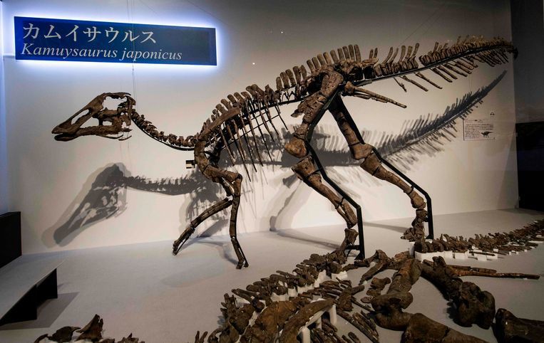 Японські палеонтологи знайшли раніше невідомий вид гадрозаврів. Він жив, згідно з дослідженнями, приблизно 72 мільйони років тому.