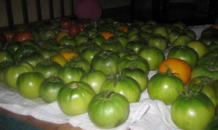 Як зберегти помідори на зиму в домашніх умовах: секрети і способи зберігання свіжих томатів до весни. Про секрети і способи зберігання томатів до весни, читайте далі.