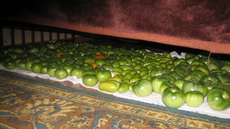 Як зберегти помідори на зиму в домашніх умовах: секрети і способи зберігання свіжих томатів до весни. Про секрети і способи зберігання томатів до весни, читайте далі.