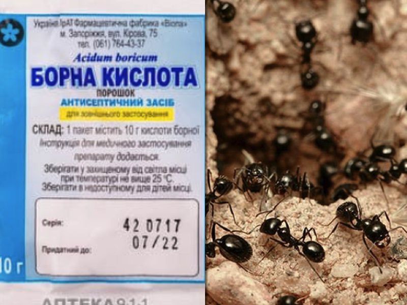 Практичні поради щодо застосування борної кислоти проти мурах