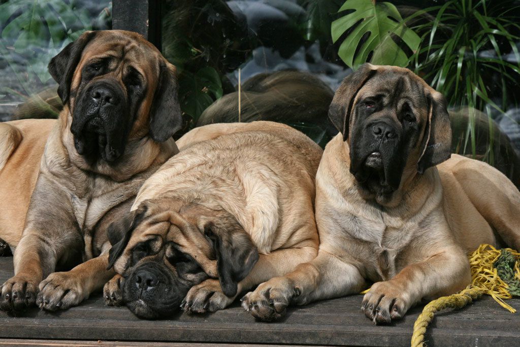 Найспокійніші великі породи собак: топ-5 величезних вихованців, що дивують своєю безтурботністю. Собаки зі спокійним характером впишуться в абсолютно будь-яку сім'ю з дітьми та літніми людьми.