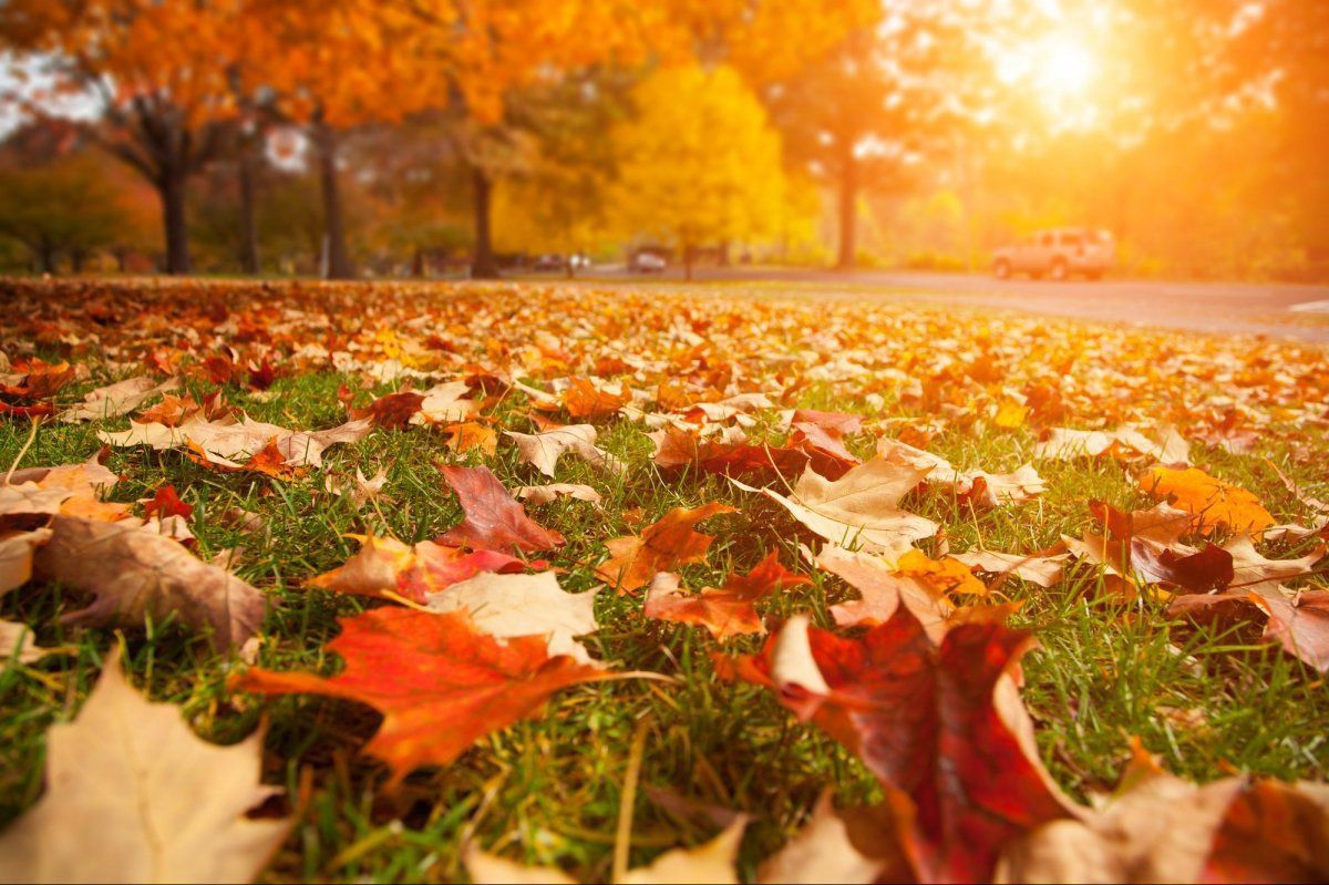 Рання осінь: які зміни відбуваються в природі в цей період. Осінні зміни в природі.