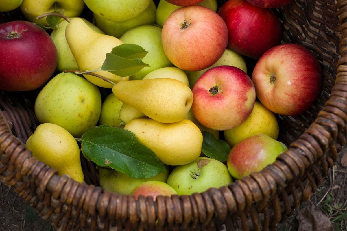 Поради щодо збереження груш та яблук свіжими до нового врожаю. Існують певні хитрощі для цього.