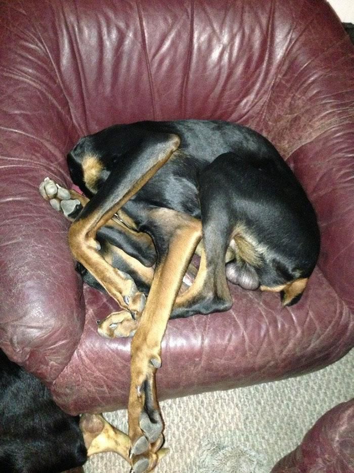Добірка собак, які обрали дуже незручні і смішні пози для сну. А їм зручно!