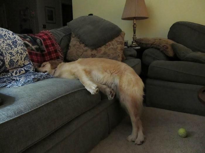 Добірка собак, які обрали дуже незручні і смішні пози для сну. А їм зручно!
