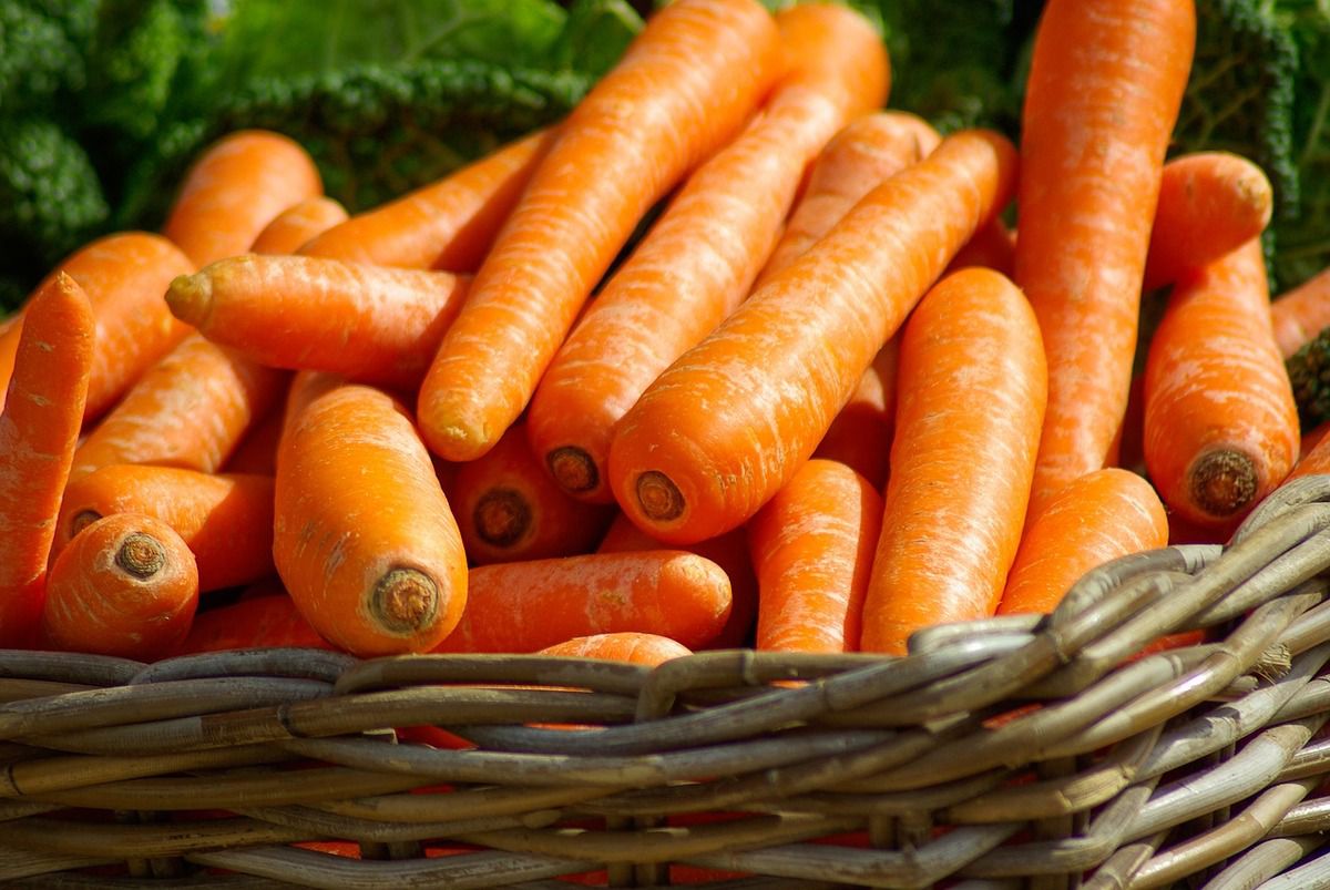 Найбільш поширені способи зберігання моркви в зимовий час. Ці процеси сприятливо впливають на якість зберігання моркви, селери, петрушки.