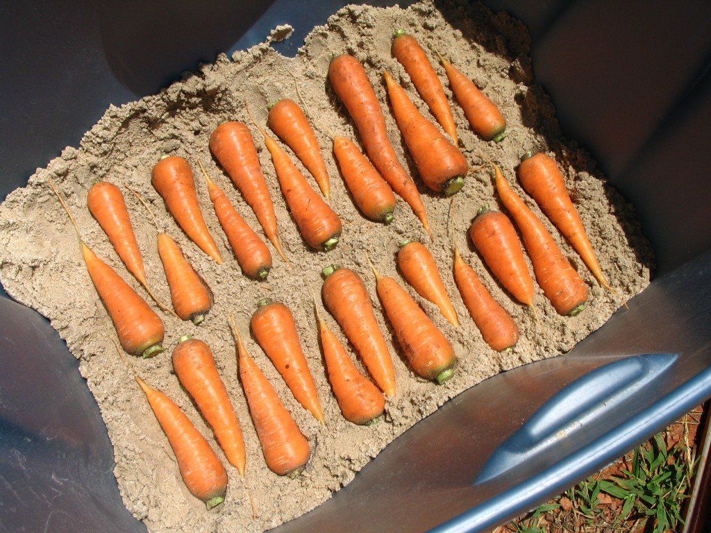 Найбільш поширені способи зберігання моркви в зимовий час. Ці процеси сприятливо впливають на якість зберігання моркви, селери, петрушки.