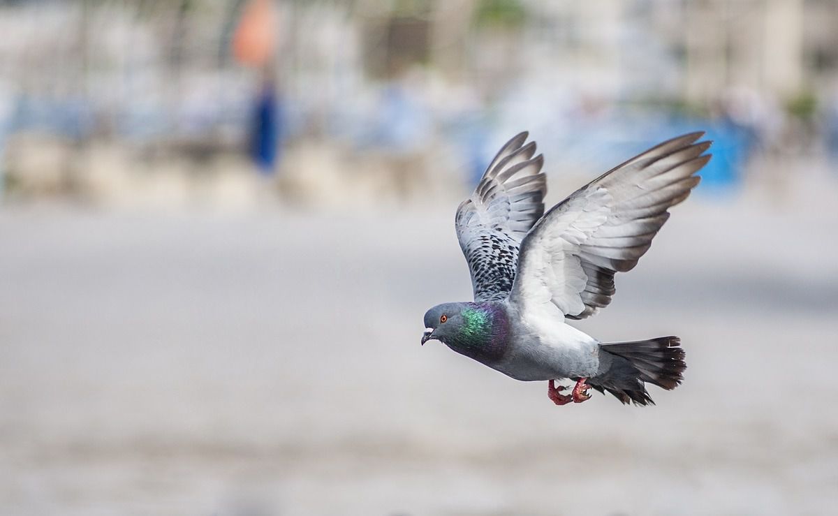 Чому поштові голуби летять в потрібне місце. Ще 5 тисячоліть тому давні єгиптяни помітили здібності птахів безпомилково повертатися до свого дому з далеких місць.