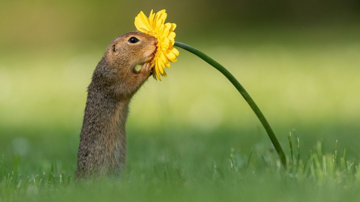 Ховрах знайшов квітку і не міг налюбуватися нею — дивовижне фото. Фотограф зловив момент, як гризун ніяк не може насолодитися запахом квітів.