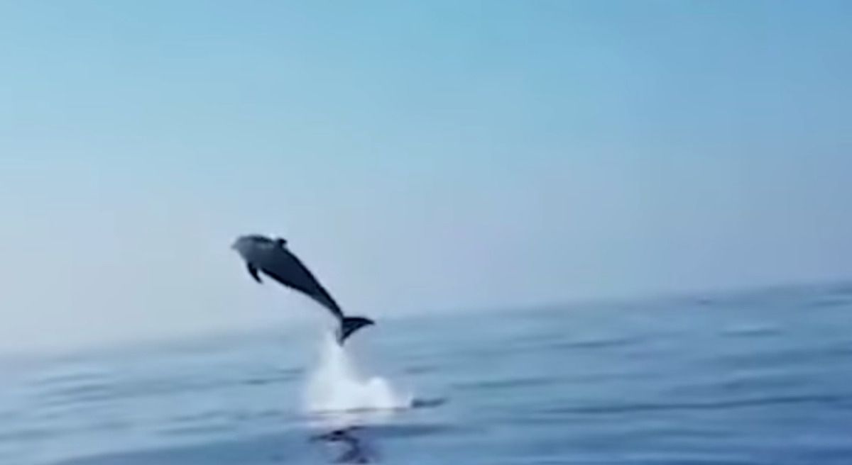 Самка дельфіна дуже незвично віддячила рибалкам за порятунок дитинча. Миле відео.