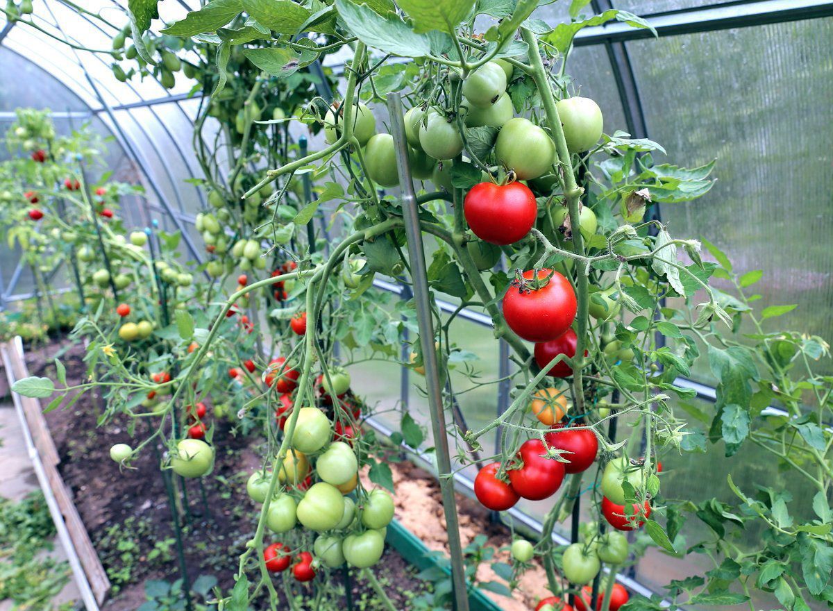 Помідори в теплиці у вересні: як правильно доглядати. Що робити з тепличними томатами восени, якщо хочеться максимально продовжити їх плодоношення в поточному сезоні.