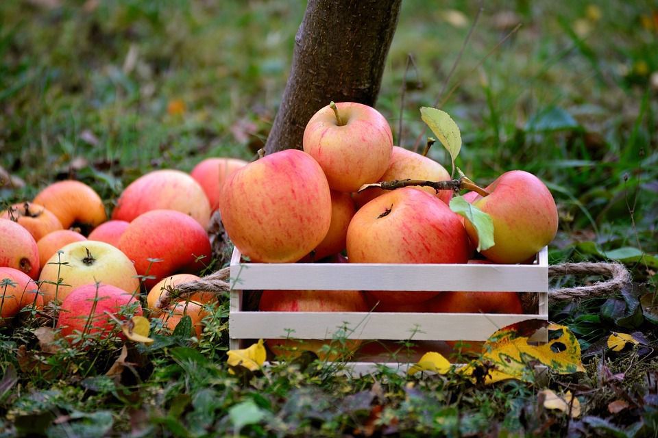 Про які проблеми саду може розповісти врожай яблук. Зібравши і уклавши яблука в підвал або льох, рано заспокоюватися.
