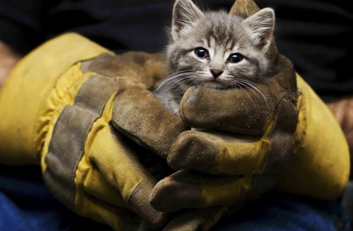 Національний герой Італії: пожежний врятував кошеня і розплакався. Відео зворушливого моменту.