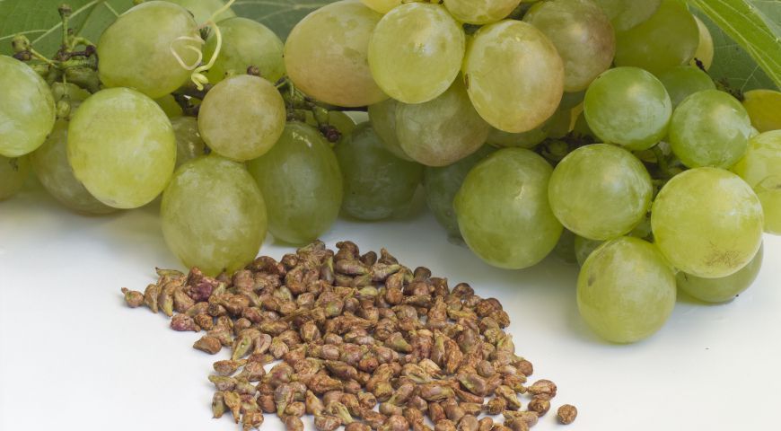 Яку користь організму можуть принести кісточки винограду. Варто почати вживати виноград разом із кісточками.