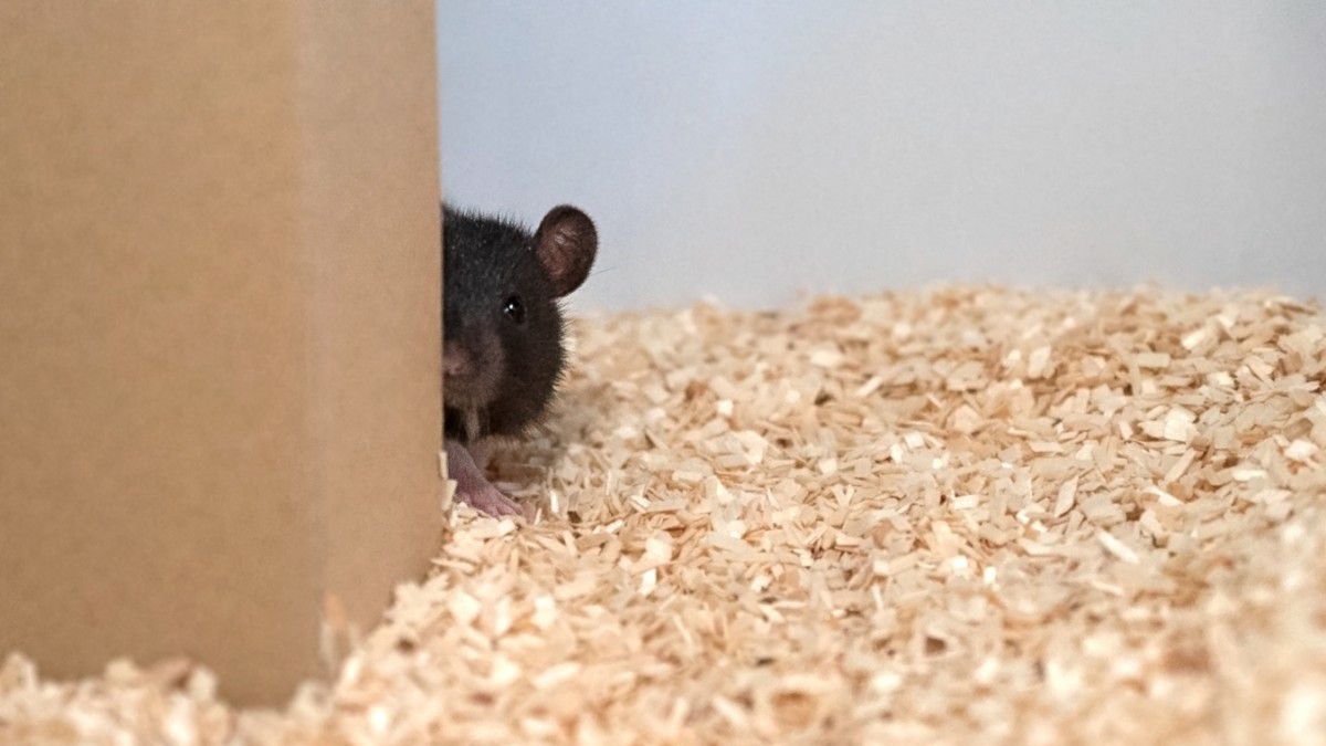 Німецькі нейробіологи навчили щурів грати в хованки. Тварини не тільки зрозуміли правила гри, але і освоїли стратегію, яка допомагала їм перемагати.