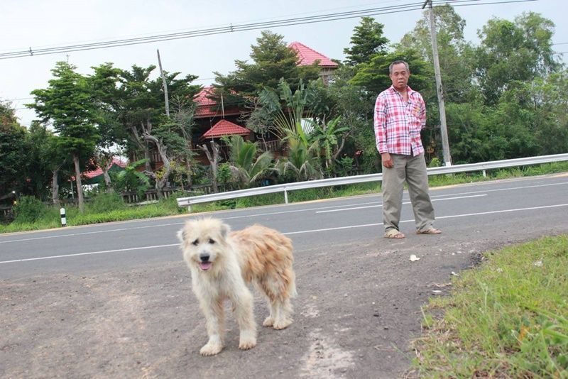 4 довгих роки пес чекав біля дороги на свого господаря, але його історія завершилась досить цікаво. Тепер пес може жити у нових господарів і бачитися зі старими.