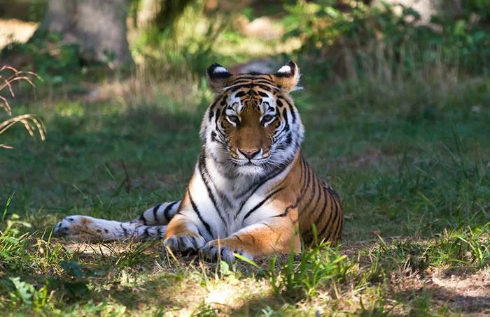 Виявляється, на вухах у тигрів є плями, схожі на очі, і ось навіщо вони потрібні. Цікава причина.