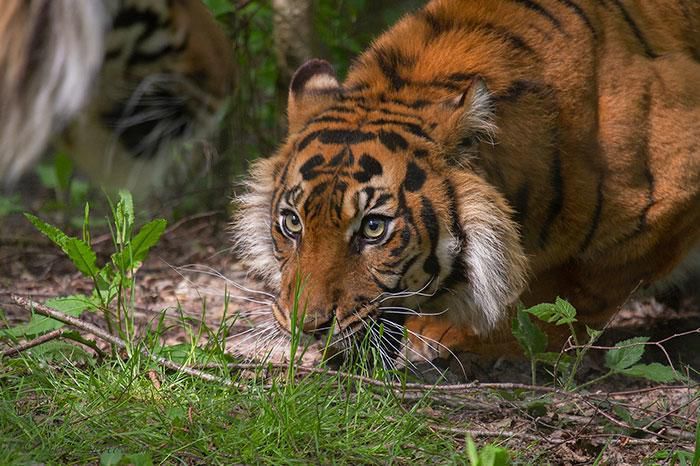 Виявляється, на вухах у тигрів є плями, схожі на очі, і ось навіщо вони потрібні. Цікава причина.