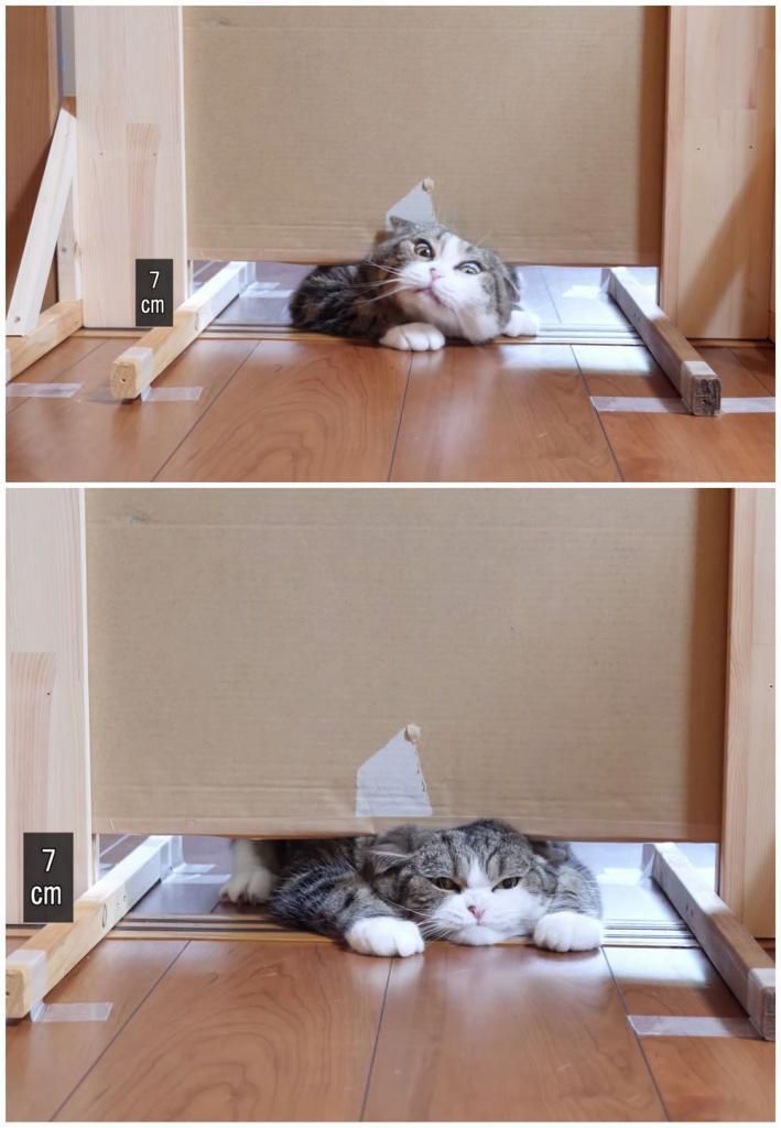 В наскільки вузькі двері можуть пролізти кішки? Хлопець провів експеримент і ось результати. Смішний і цікавий експеримент.