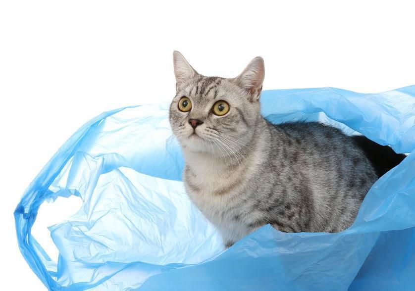 Чому кішки так полюбляють коробки, пакети, папір та лягають на них спати. Для цієї звички є кілька пояснень.