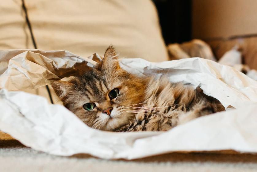 Чому кішки так полюбляють коробки, пакети, папір та лягають на них спати. Для цієї звички є кілька пояснень.