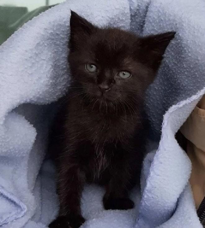 Знайшовши маленьке чорне кошеня, жінка вирішила купити йому пляшечку з молоком, але ніхто не очікував, що малюк так до неї причепиться. Врятоване кошеня жити не може без пляшечки з молоком.