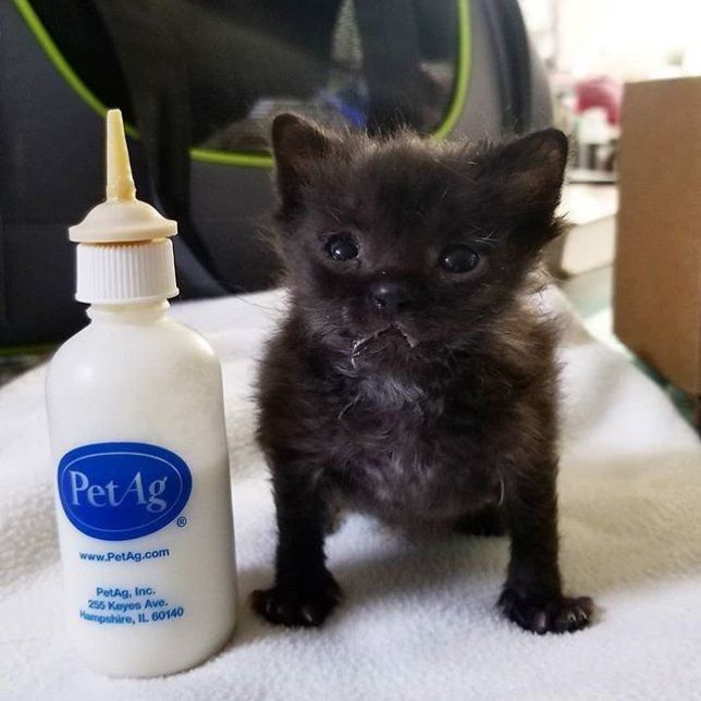 Знайшовши маленьке чорне кошеня, жінка вирішила купити йому пляшечку з молоком, але ніхто не очікував, що малюк так до неї причепиться. Врятоване кошеня жити не може без пляшечки з молоком.