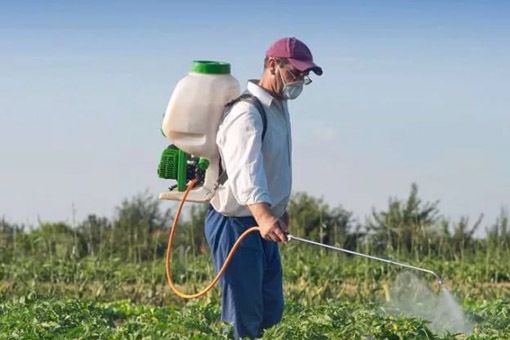 Сумніваєтеся, чи варто застосовувати пестициди на своїй ділянці, а якщо ні, то як їх вибрати і на що звернути увагу. Обробки від шкідників і хвороб дозволяють рослині направити всі сили на побудову біомаси.