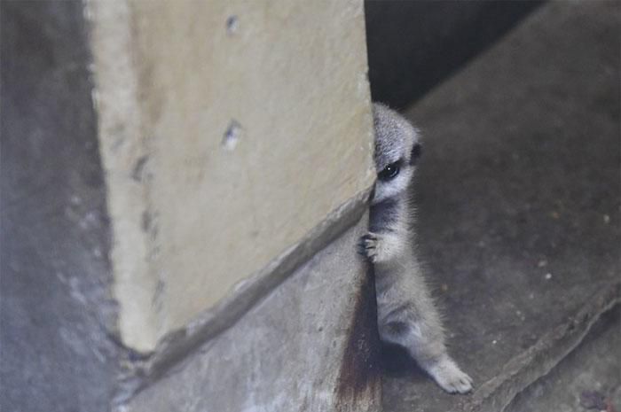 Сором'язливий сурикат в зоопарку закохав у себе весь інтернет, а все тому що він дуже милий. Сором'язливий малюк просто диво.