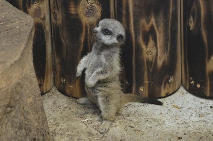 Сором'язливий сурикат в зоопарку закохав у себе весь інтернет, а все тому що він дуже милий. Сором'язливий малюк просто диво.