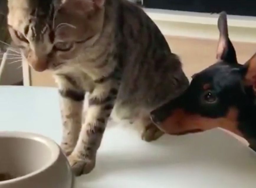 Кіт поділився їжею з собакою, довівши, що вони теж можуть дружити. Відеодоказ.