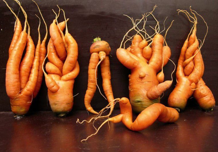 З яких причин морква виростає кострубатою та рогатою і як цього позбутися. Щоб вирішити цю проблему, слід знати її причини.