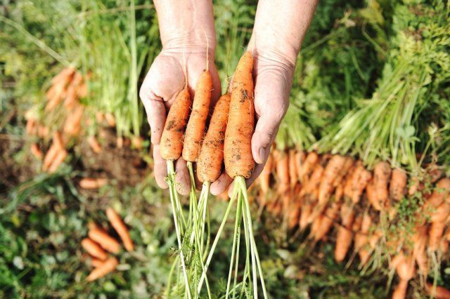 З яких причин морква виростає кострубатою та рогатою і як цього позбутися. Щоб вирішити цю проблему, слід знати її причини.