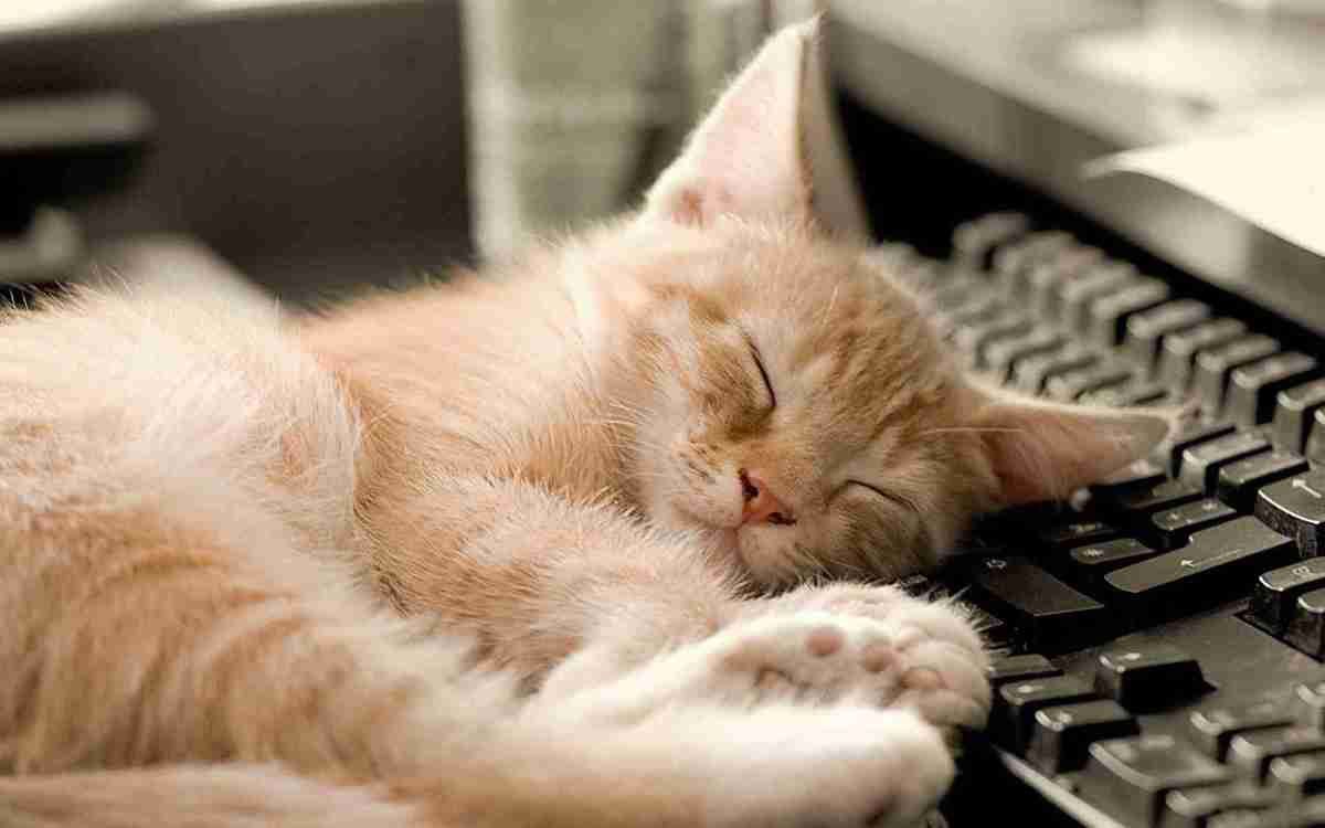 Американські вчені придумали, як захистити клавіатуру від домашніх тварин. Вчені розробили спеціальну лежанку для котиків.