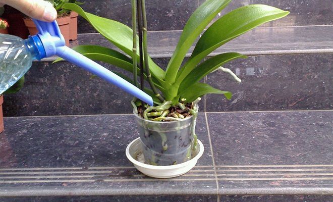 Що робити, якщо коріння орхідеї вилізло з горщика. В яких випадках необхідно обрізати коріння орхідеї і коли цього робити не варто.