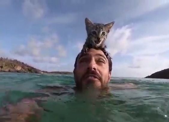 Кішка настільки полюбила свого господаря, що навіть ладна плавати у морі разом з ним. На ці кадри неможливо дивитися спокійно.