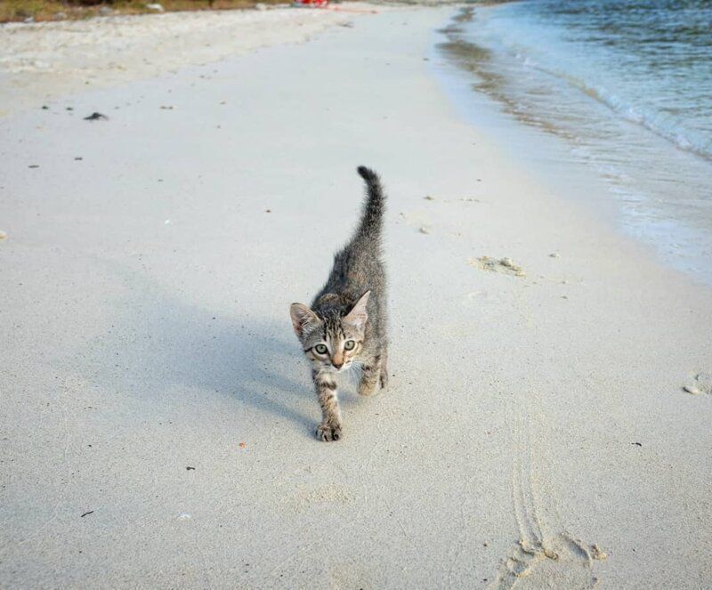 Кішка настільки полюбила свого господаря, що навіть ладна плавати у морі разом з ним. На ці кадри неможливо дивитися спокійно.