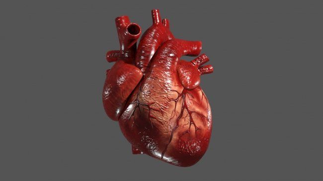 Вчені зробили людське серце зі стовбурових клітин. Вченим вдалося створити зрілу серцеву тканину в умовах лабораторії.